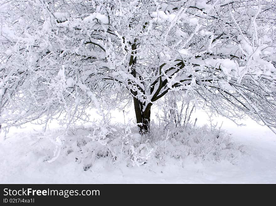 Tree covered with snow in winter. Tree covered with snow in winter.