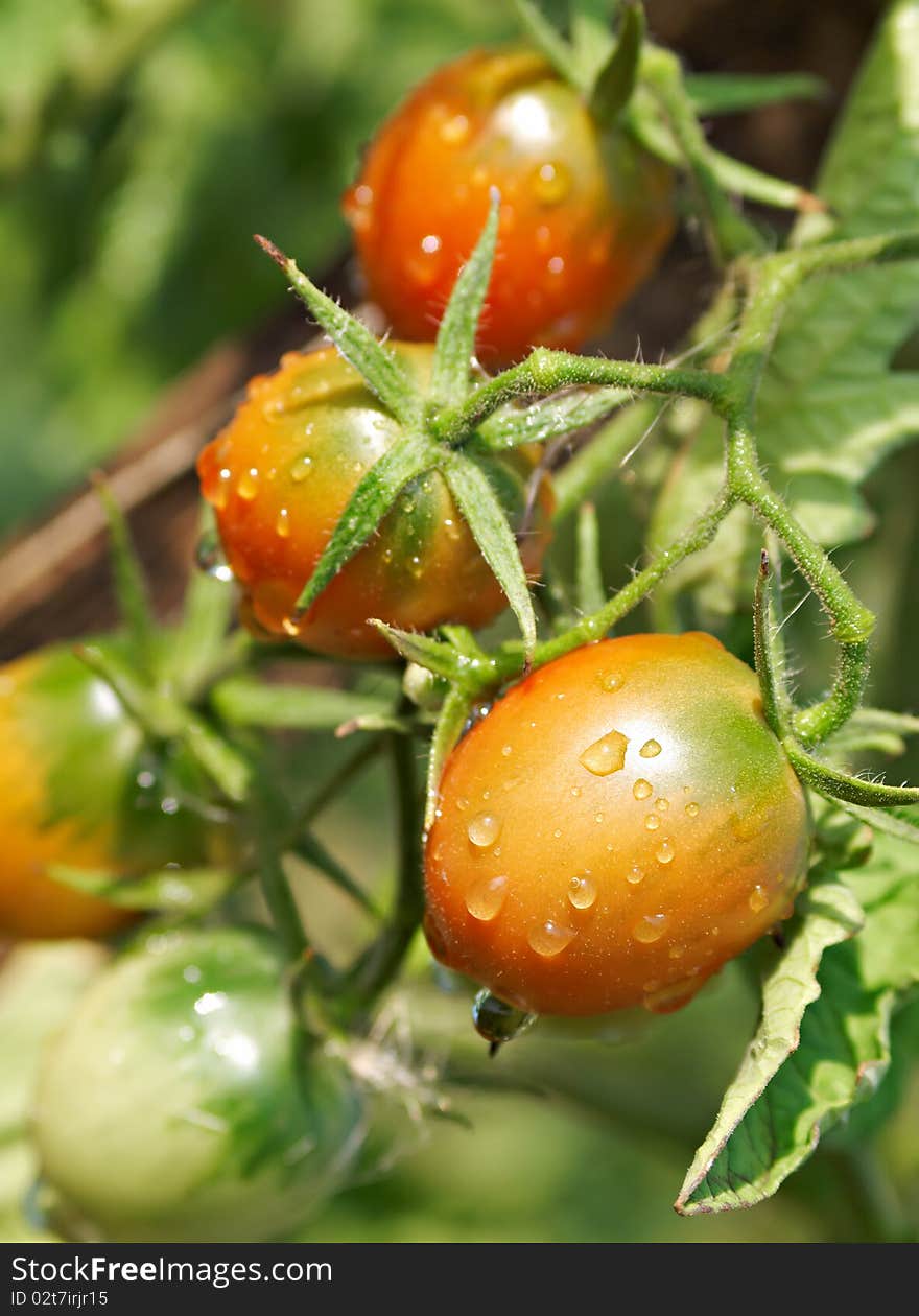 Wet tomatoes on the vine. Drops with a beautiful reflection. Focus on the drops. Wet tomatoes on the vine. Drops with a beautiful reflection. Focus on the drops.