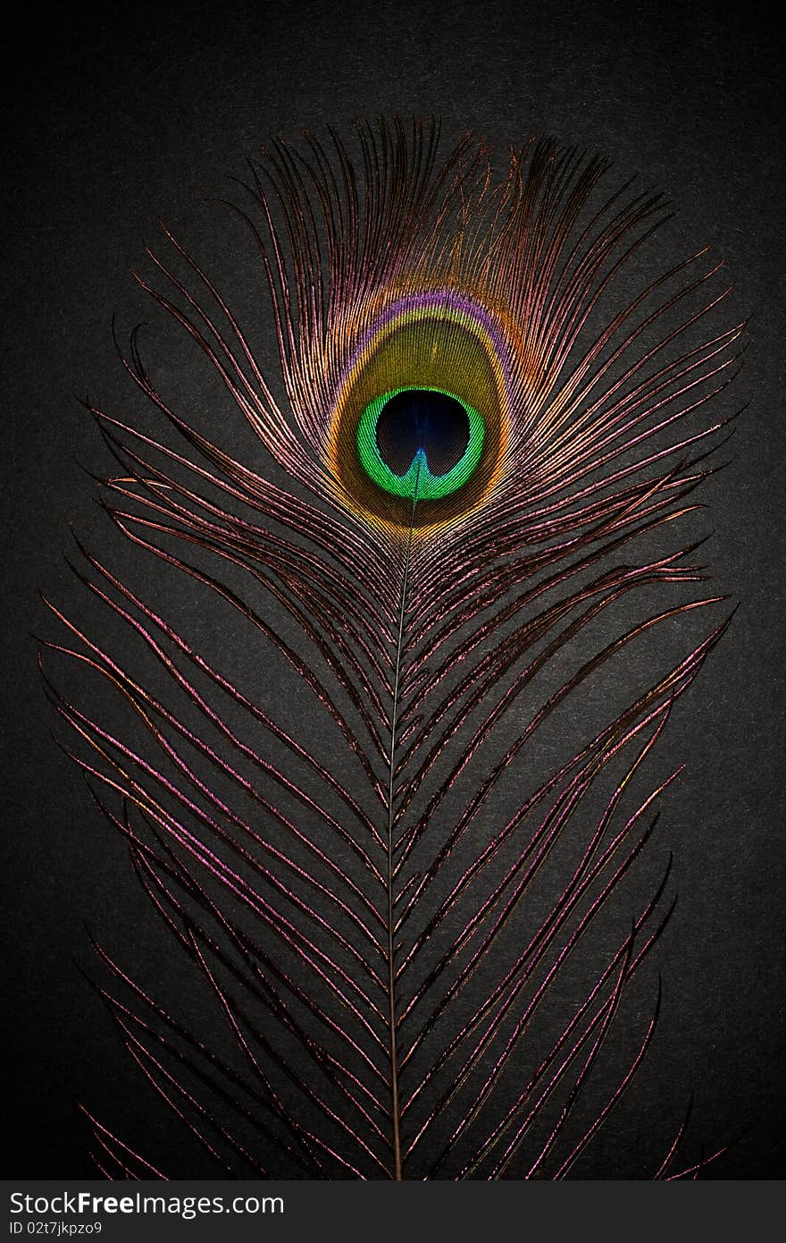 Peacock feather on a dark background.