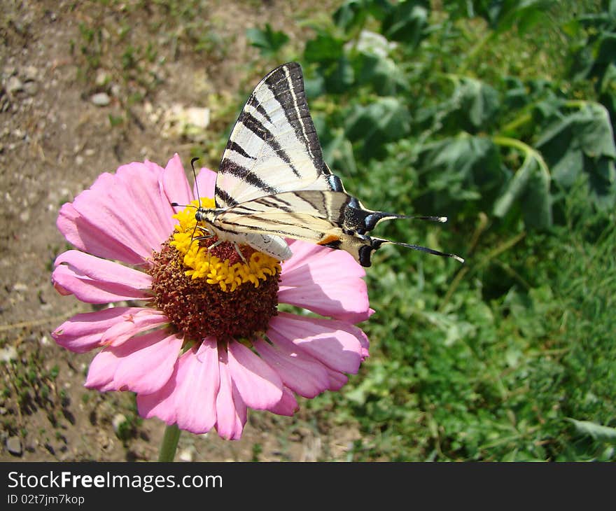 Iphiclides podalirius is a butterfly of the family papilionidae, sitting on a flower tsinii.