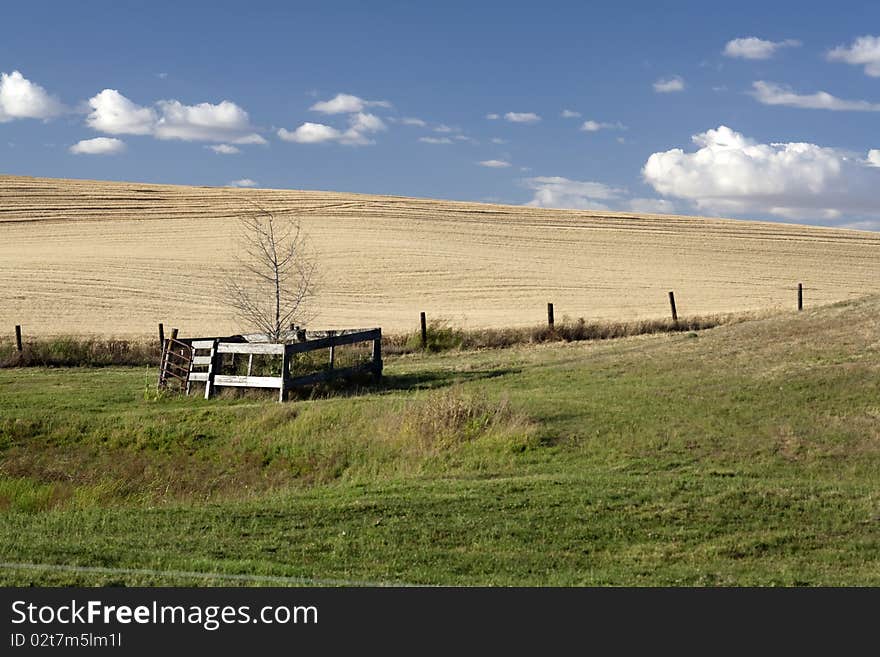 Small tree in a pasture.