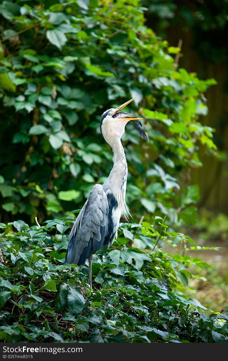 Great grey heron eating fish