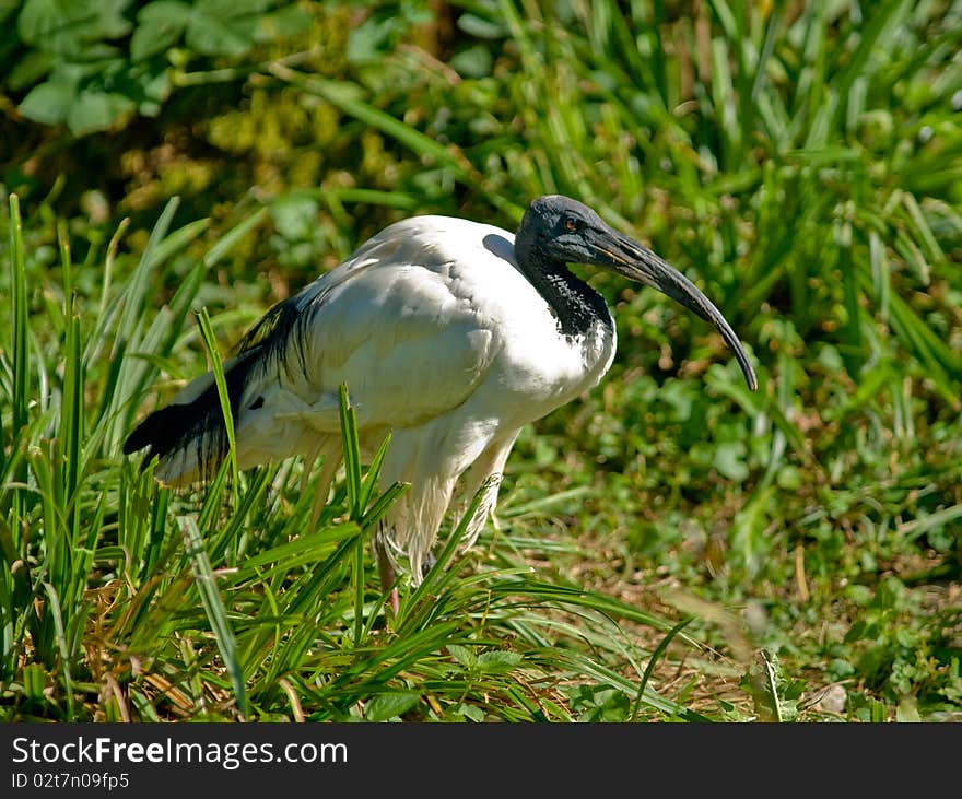 Sacred ibis in the grass