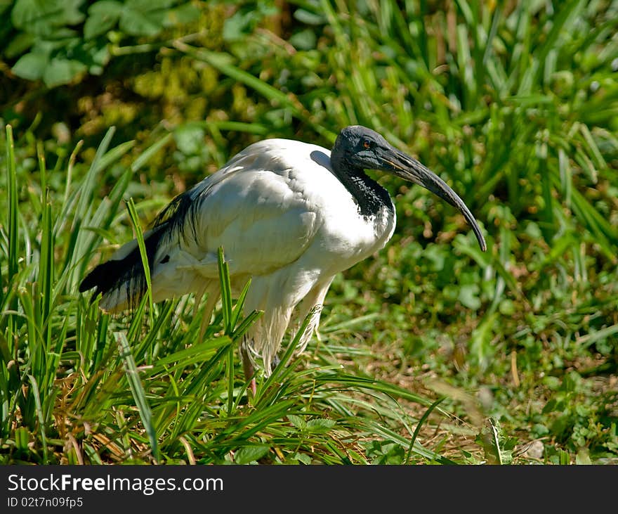 Sacred ibis