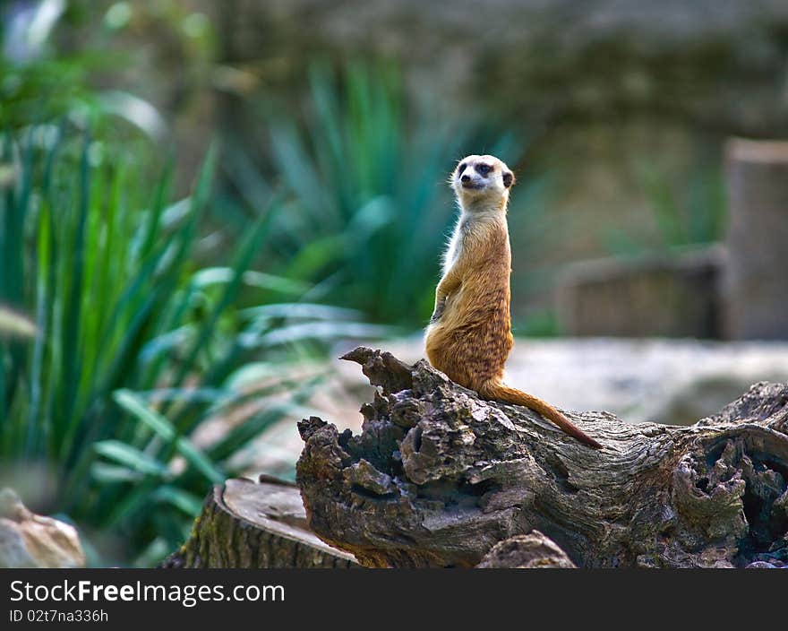 Meerkat on the watch looking from the tree