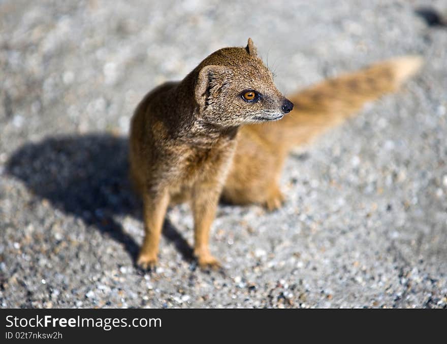 Mongoose