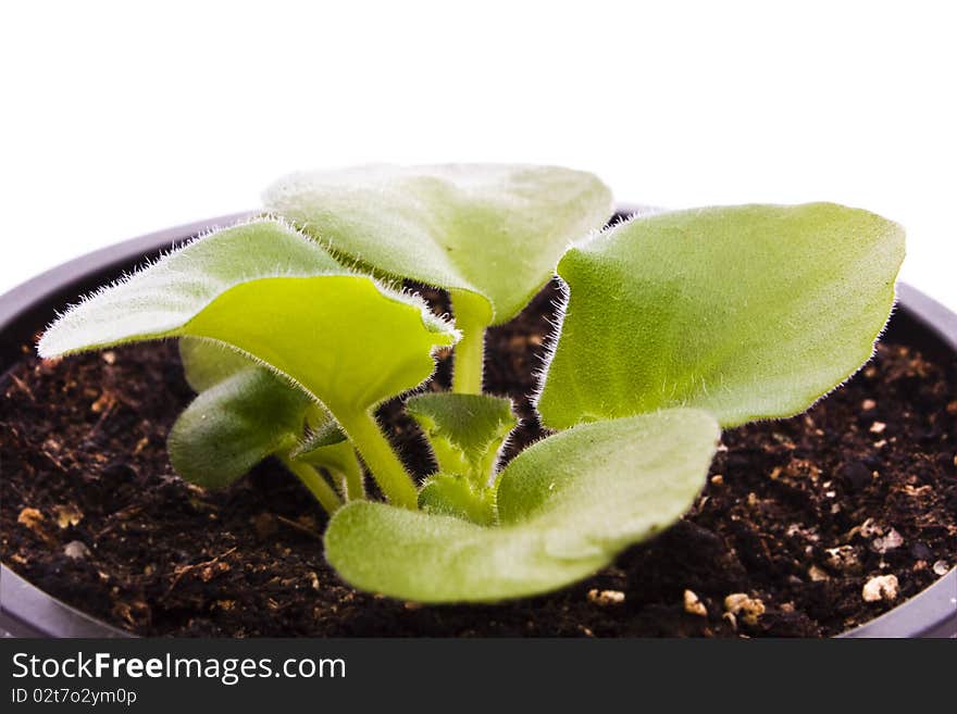 Young plant  isolated on white