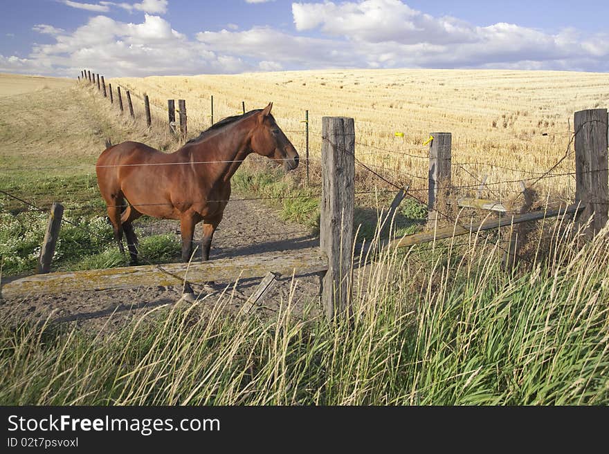 A horse stands behind the fence in an open field. A horse stands behind the fence in an open field.