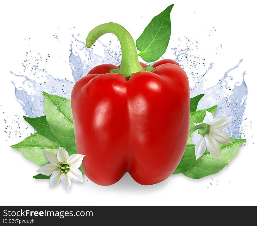 Nice red pepper with green leaves, flowers and water splashes isolated on white. Nice red pepper with green leaves, flowers and water splashes isolated on white