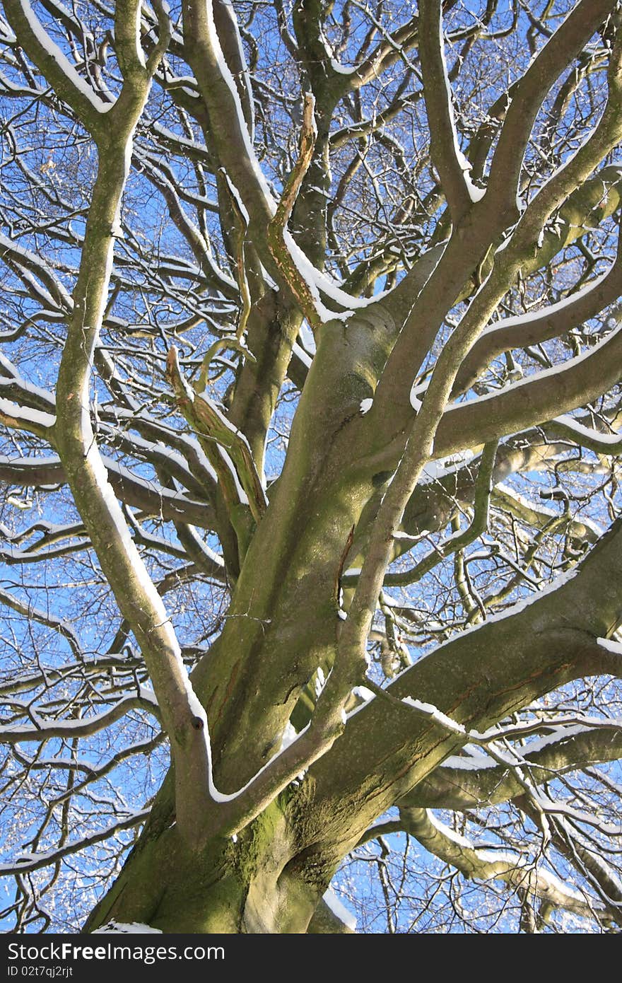 Snow laden tree branches in natural daylight. Snow laden tree branches in natural daylight