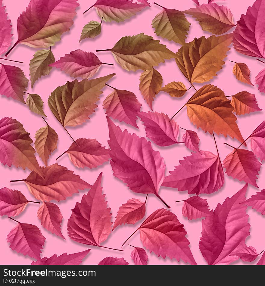 Composition of much photo leaves, pink samples. Composition of much photo leaves, pink samples