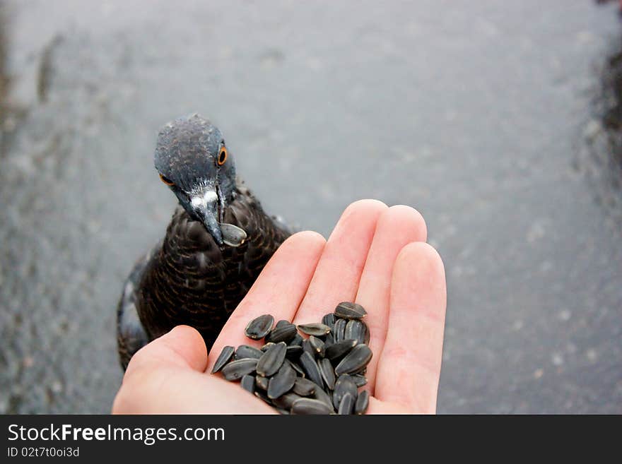 Hand nominating pigeons forage for food to survive.