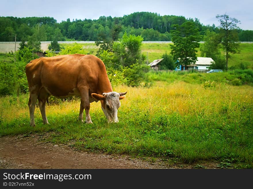 Cow in the village