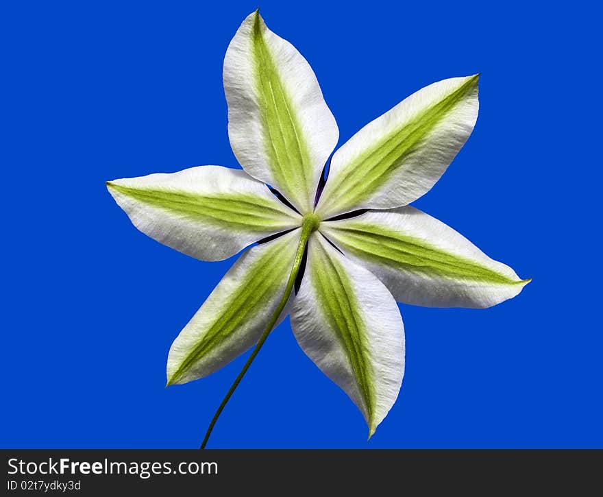 Rear view of a clematis on blue.