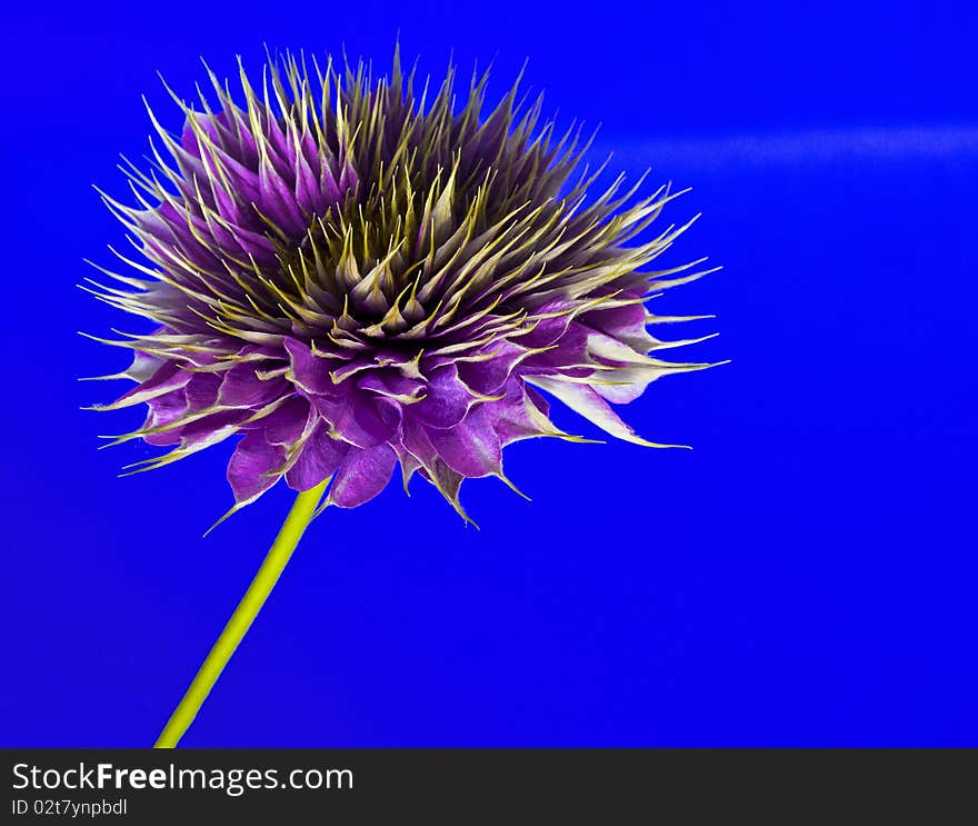 Clematis On Blue