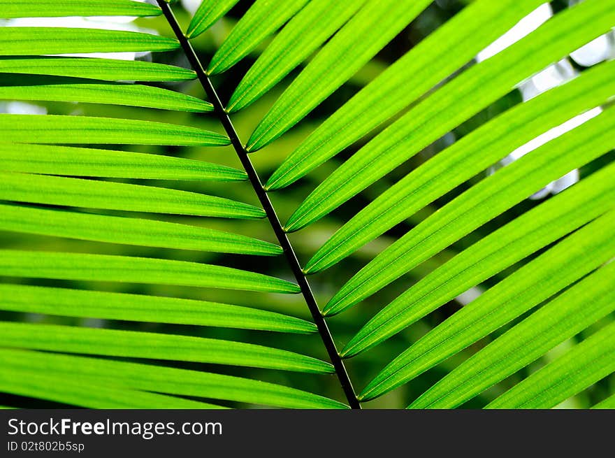 Close up of palm leaf