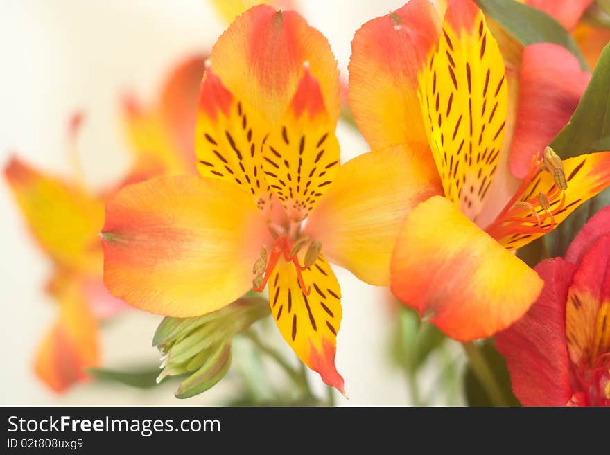 Alstroemeria Closeup