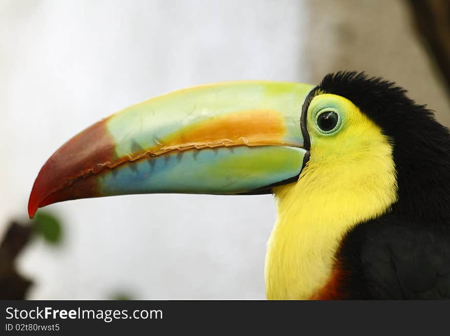 It's amazing how deftly these birds can use their oversized, colourful beaks to pluck fruit or insects. This picture emphasizes the size of the beak compared to the head. It's amazing how deftly these birds can use their oversized, colourful beaks to pluck fruit or insects. This picture emphasizes the size of the beak compared to the head.