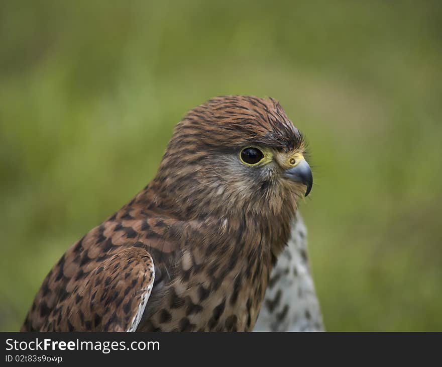 A close up of a tame kestral. A close up of a tame kestral