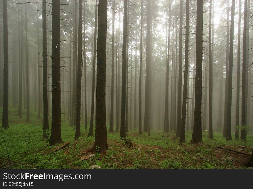 Foggy woods