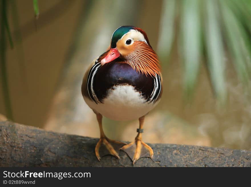 Mandarin duck on blur background