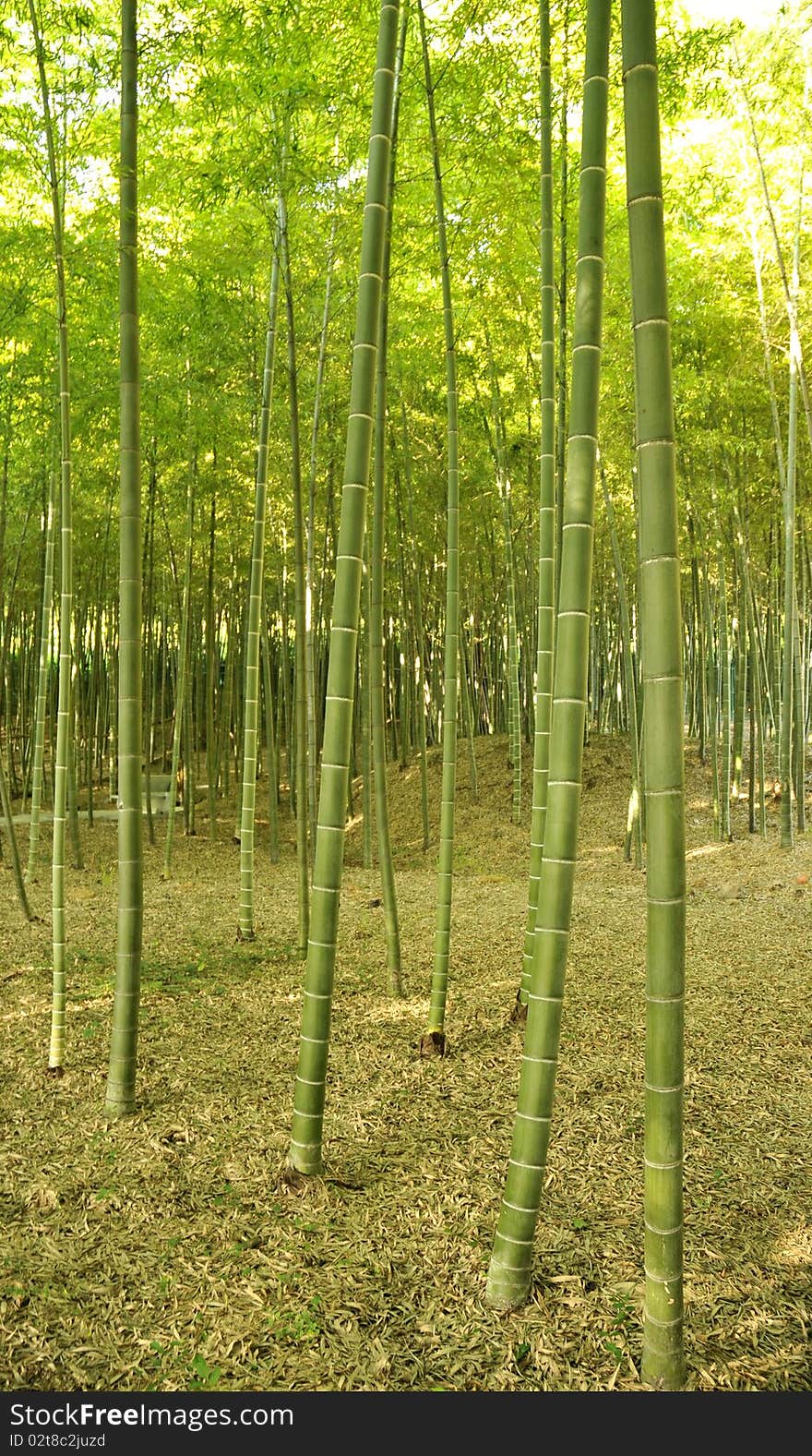 Bamboo forest