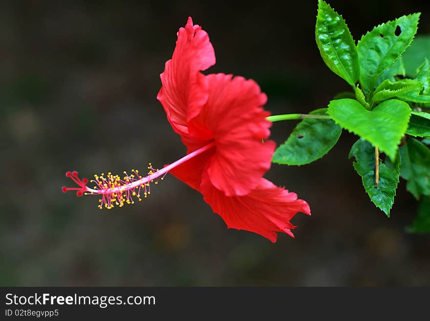 The spring flowers always teas, purples, mood letting a person is cheerful