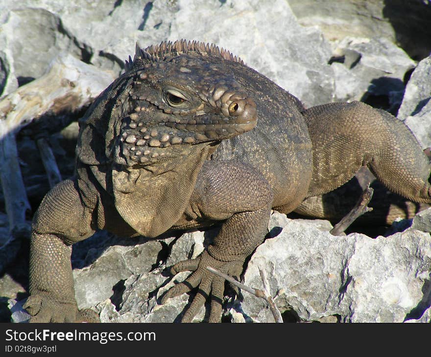 Iguana On The Rocks