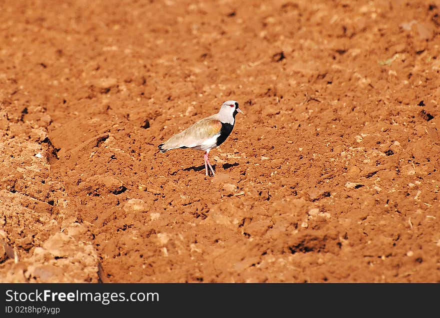 Bird Vanellus chilensis, name queltehue.