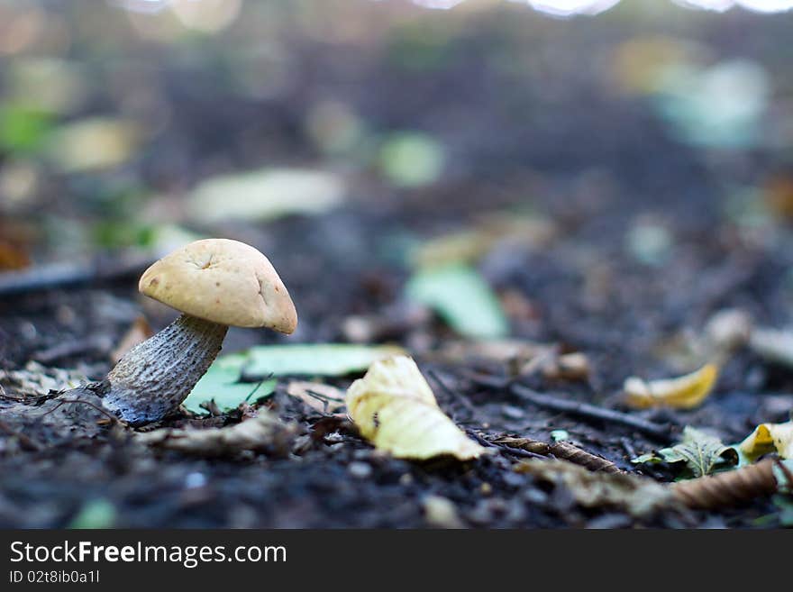 Forest mushroom in moss after bir longtime rain