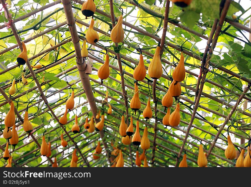 Calabashs  On The Vine