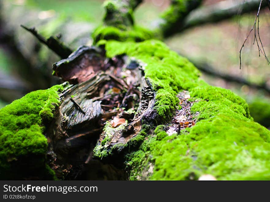 Spring landscape of young grey forest with bright blue sky. Spring landscape of young grey forest with bright blue sky