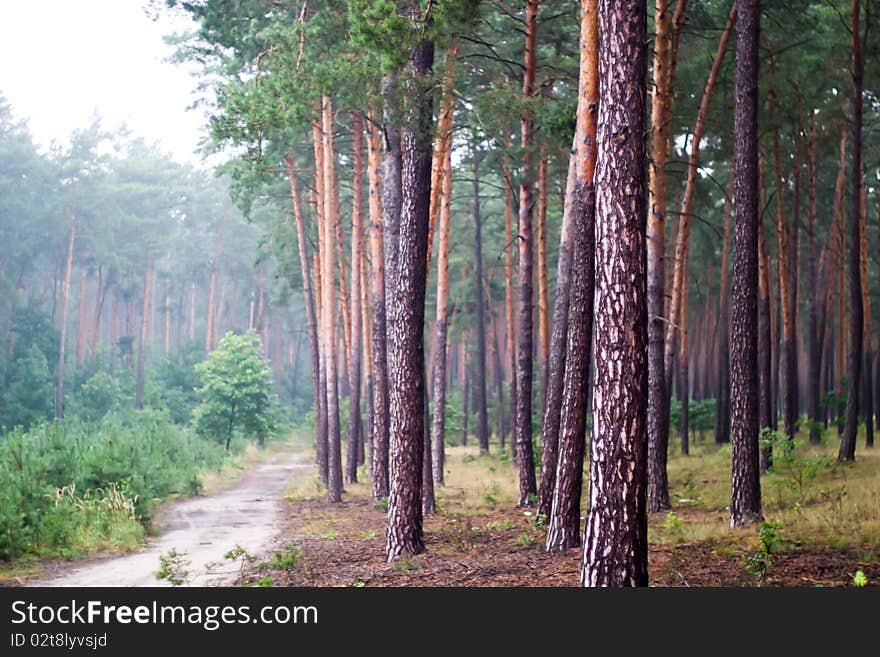 Spring landscape of young grey forest with bright blue sky. Spring landscape of young grey forest with bright blue sky