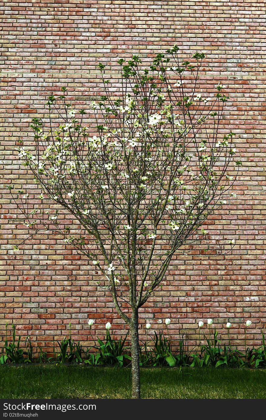 Abstract background with old brick wall and trees