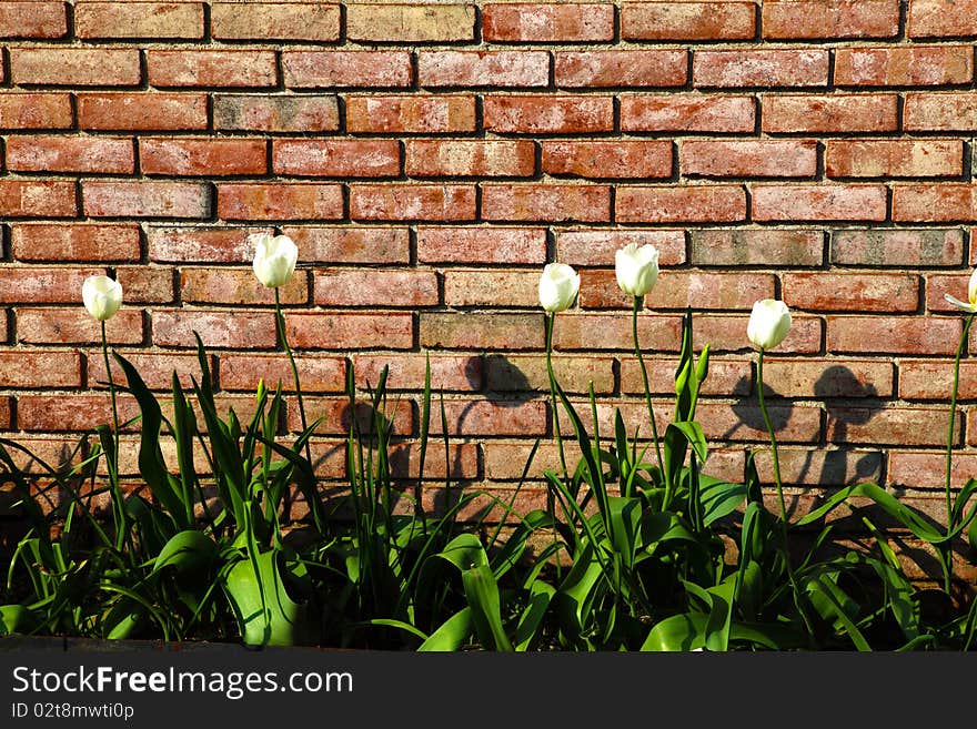 Abstract background with old brick wall