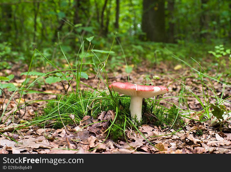 Forest mushroom in moss after bir longtime rain