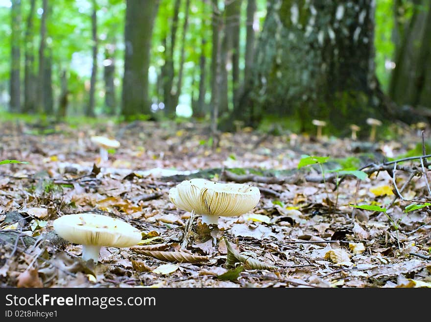 Forest mushroom in moss after bir longtime rain