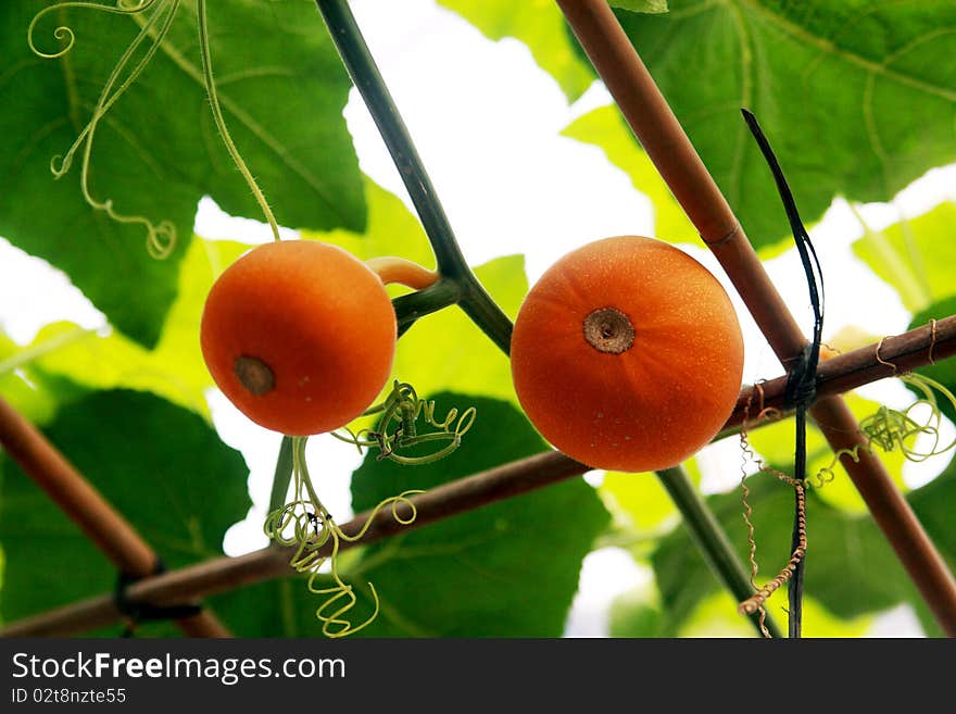 Pumpkins  still on the vine in the garden, ready for harvest. Pumpkins  still on the vine in the garden, ready for harvest.