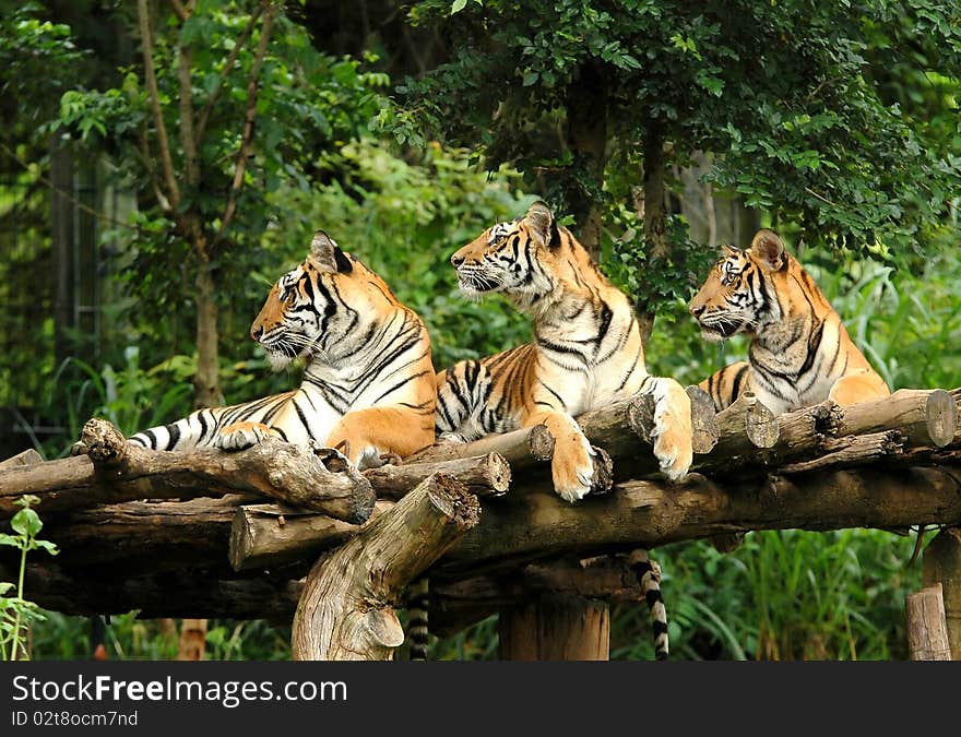 Bengal tiger in chiang mai night safari