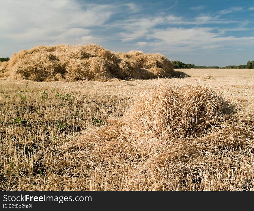 Haystack harvested on the field for drying