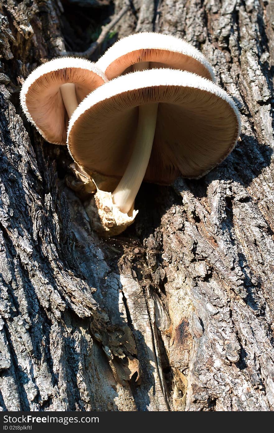 Forest mushroom in moss after bir longtime rain