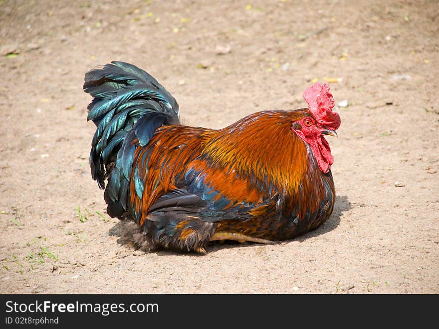 Beautiful cock free on nature