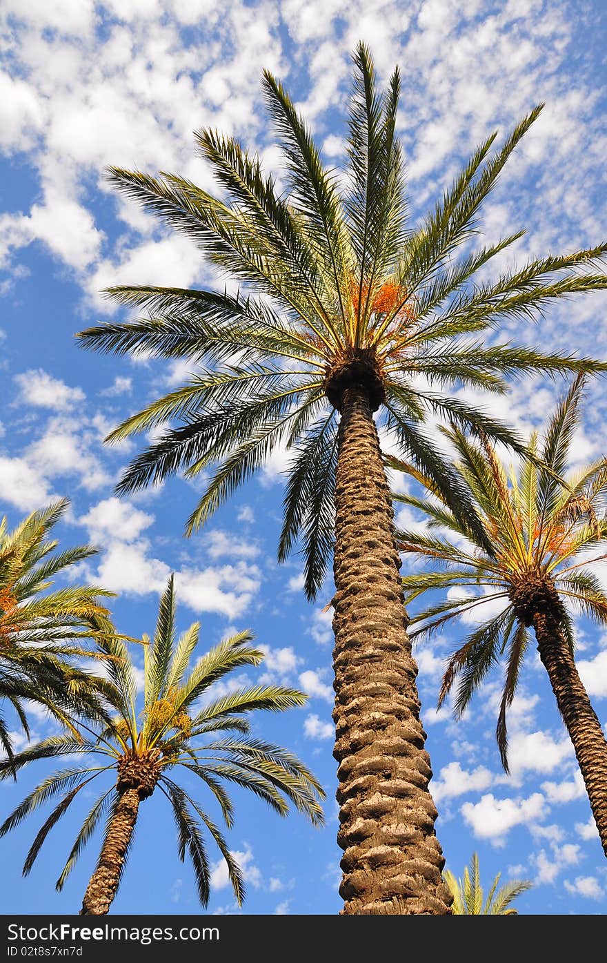 Looking upward at palm trees against a blue and cloudy sky. Looking upward at palm trees against a blue and cloudy sky.