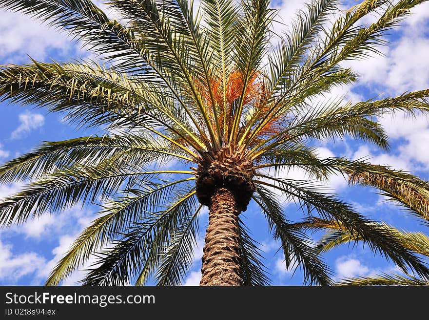 Single palm