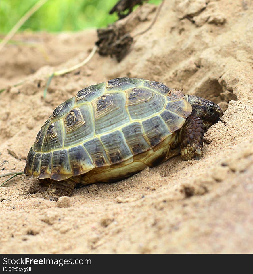 Hermann's tortoise - Testudo hermanni