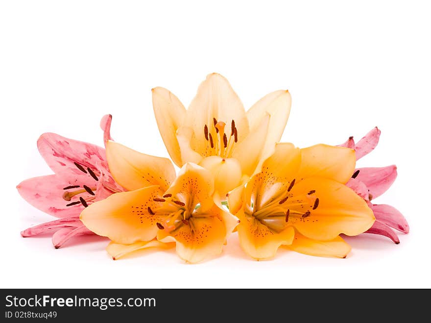 Yellow and Pink lilies