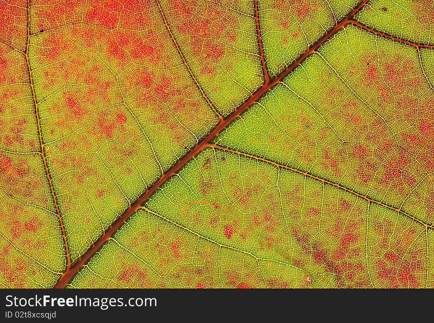 A structure of autumn leaf