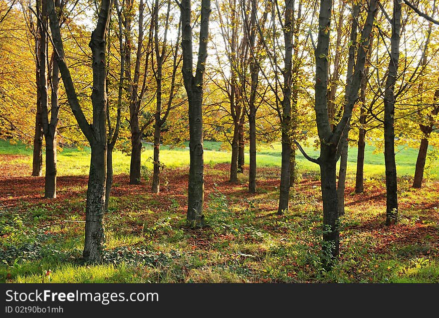 The beauty of autumn in the forest