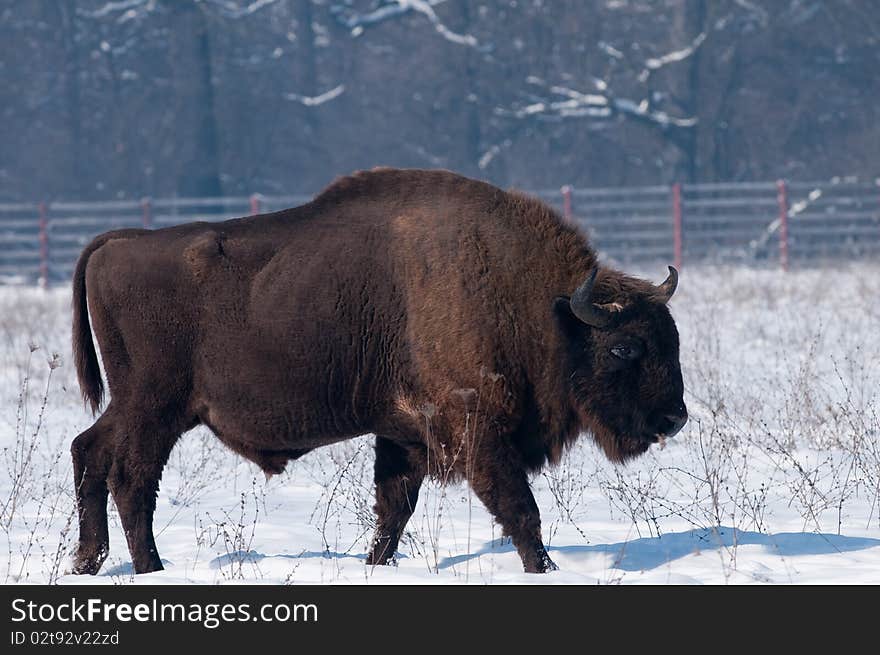 European Bison (Bison bonasius) in Winter