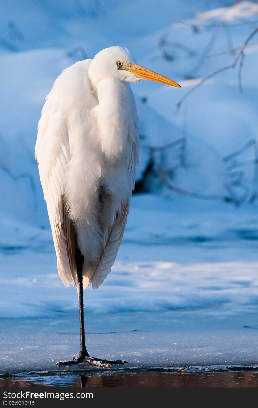 Great White Egret Standing on Ice